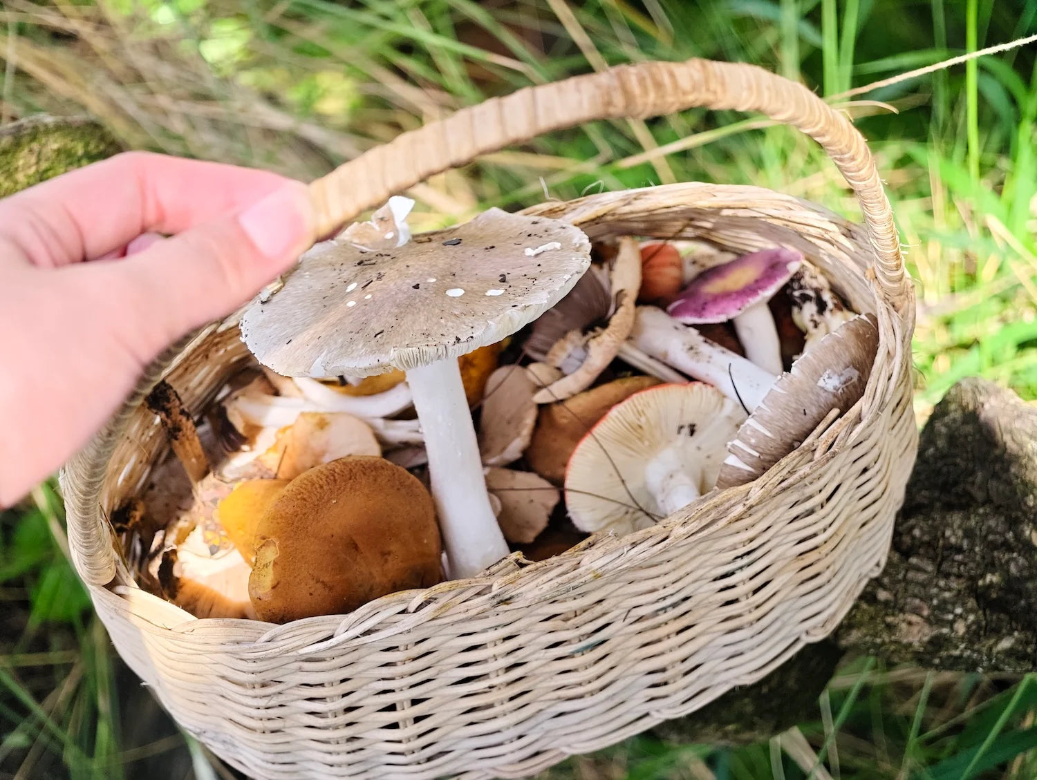 Tour hái nấm Aloha