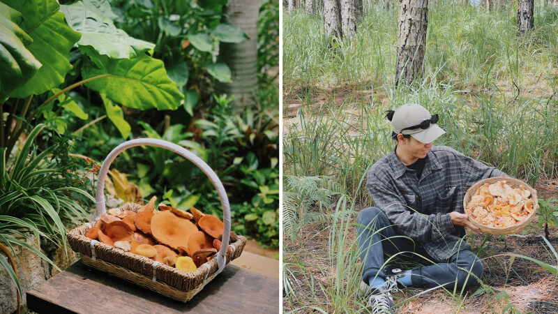 Tour hái nấm Aloha